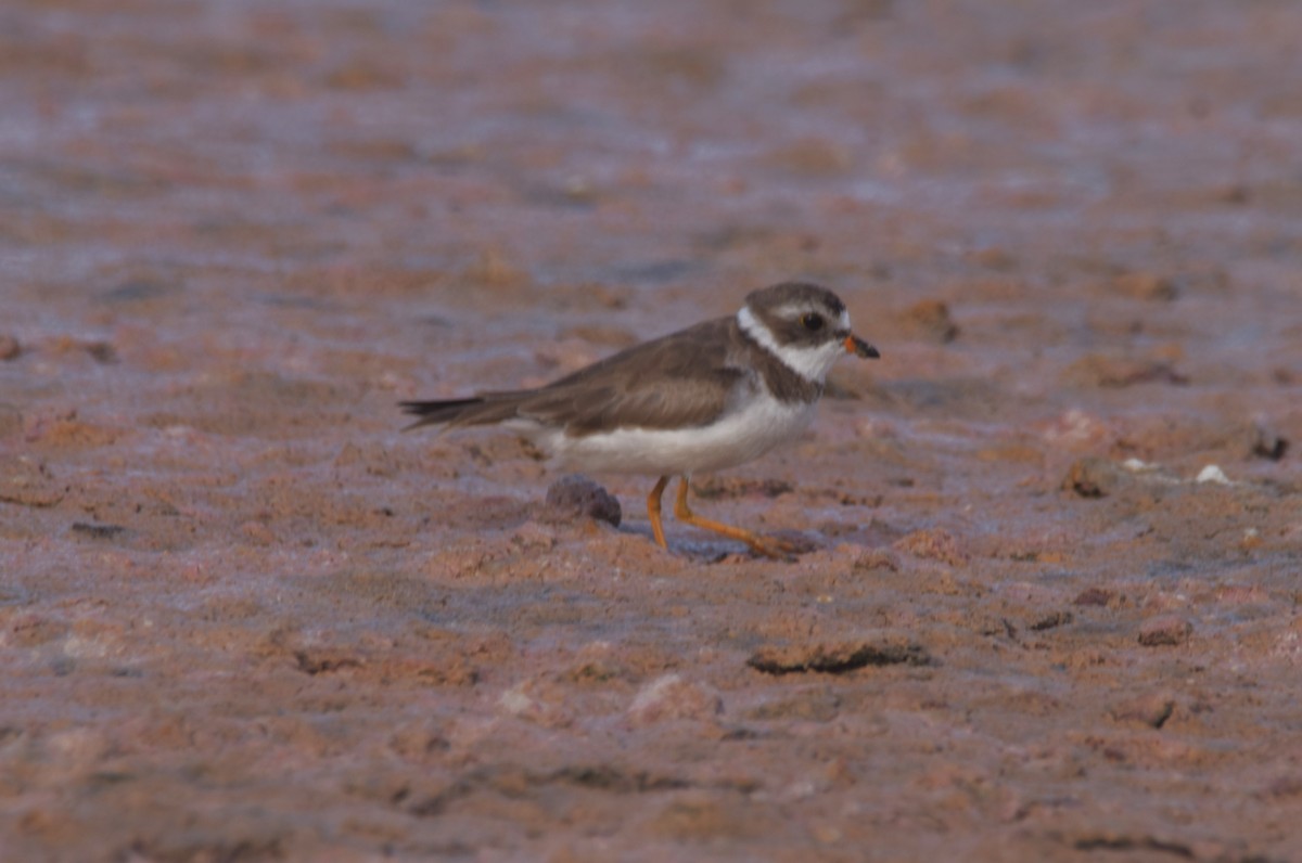 Semipalmated Plover - ML620870592