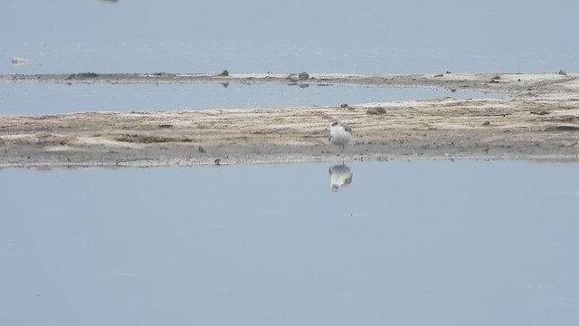 Snowy Plover - ML620870594