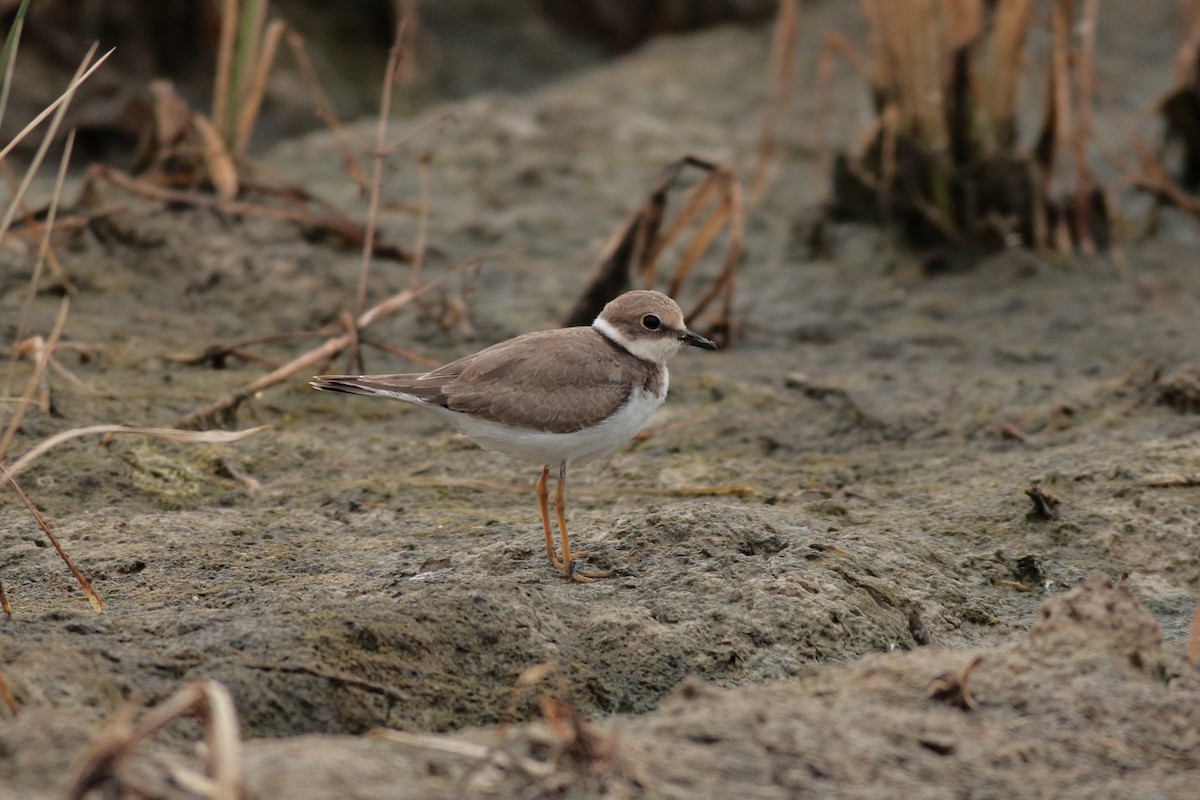 Little Ringed Plover - ML620870596