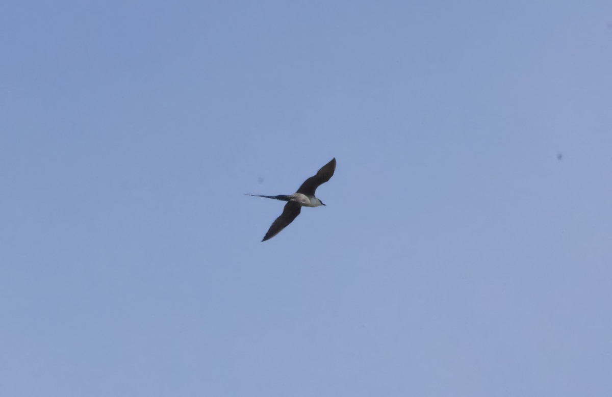 Long-tailed Jaeger - ML620870597