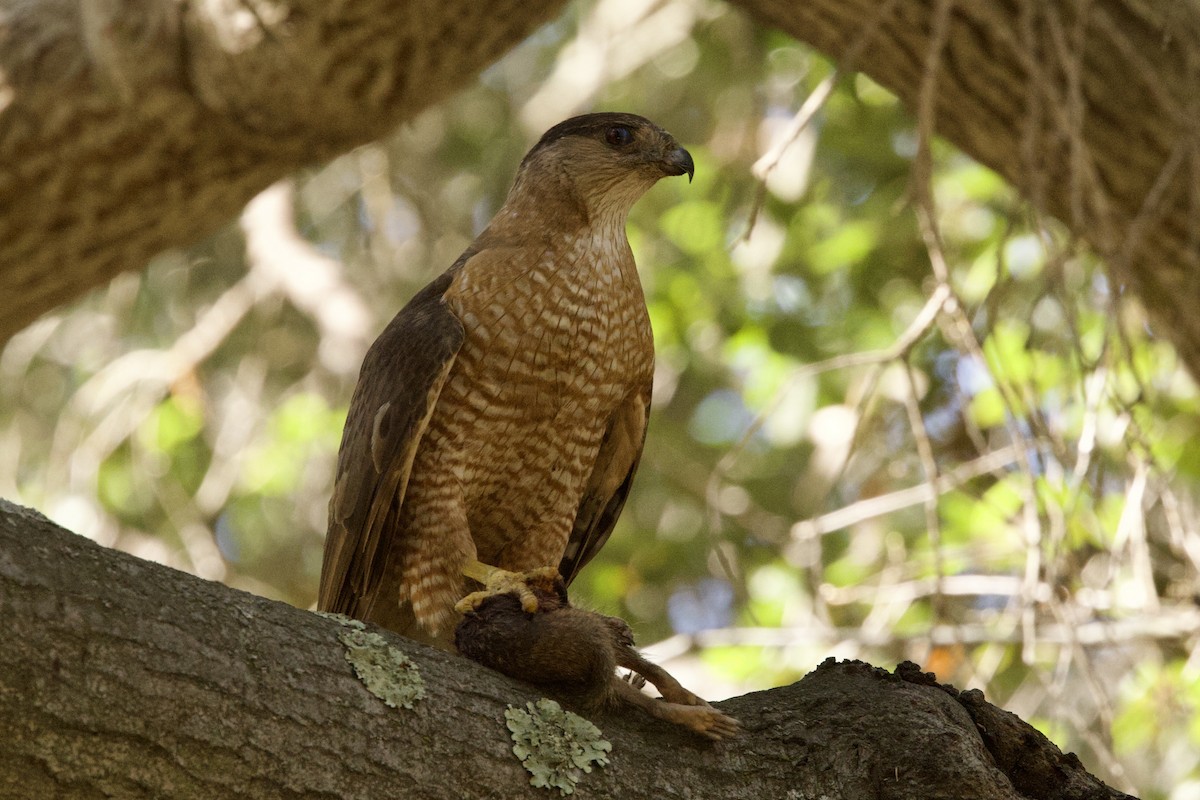 Cooper's Hawk - ML620870598