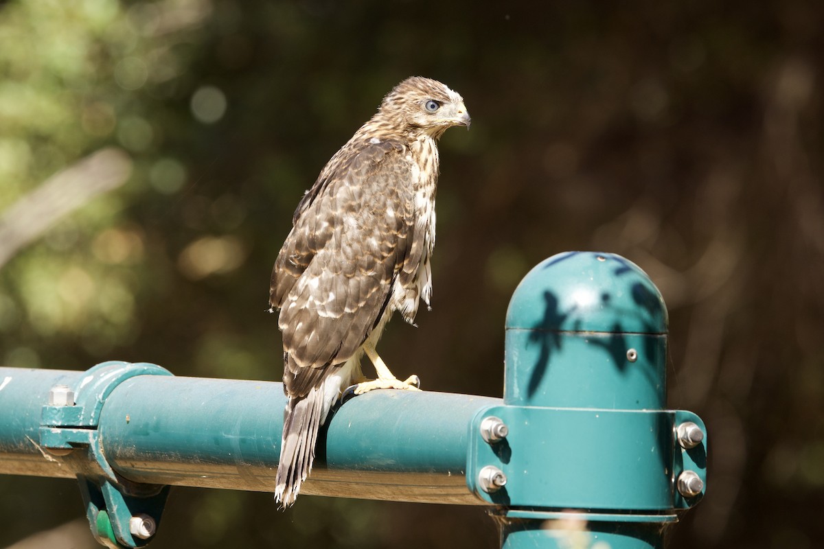 Cooper's Hawk - ML620870599