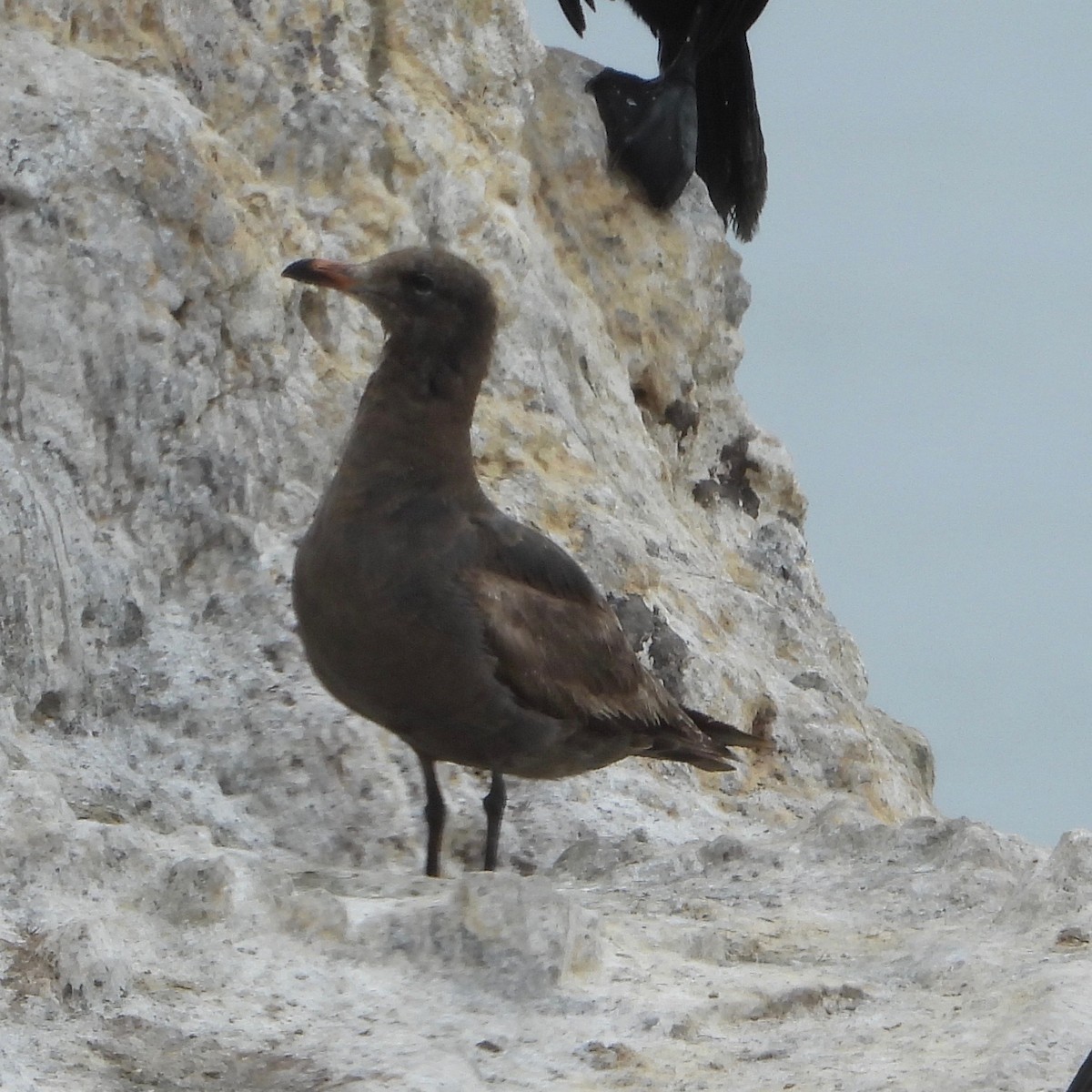 Heermann's Gull - ML620870601