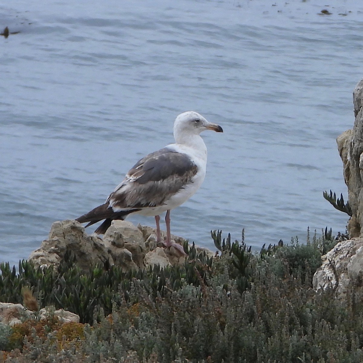 Western Gull - grete pasch