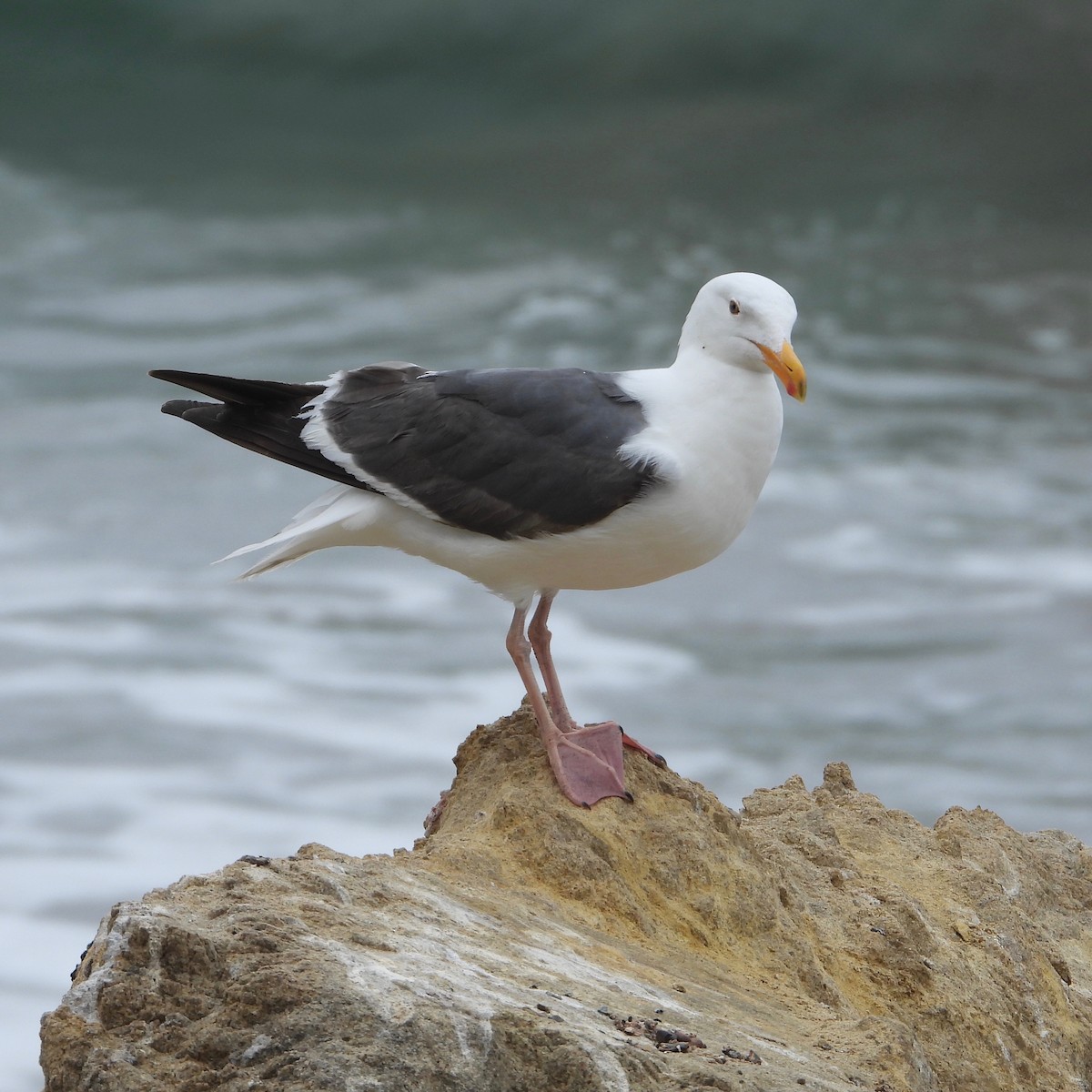 Gaviota Occidental - ML620870611