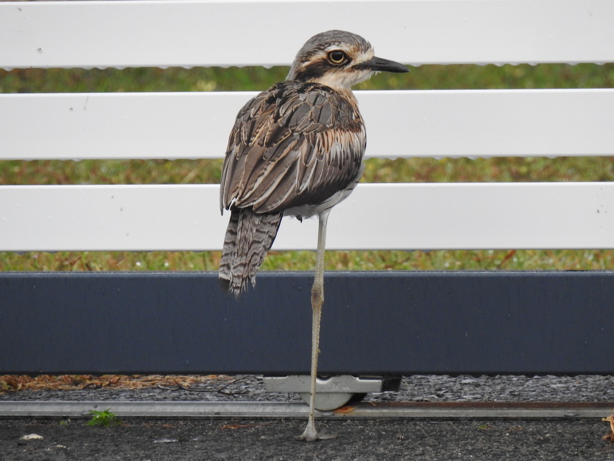 Bush Thick-knee - ML620870613