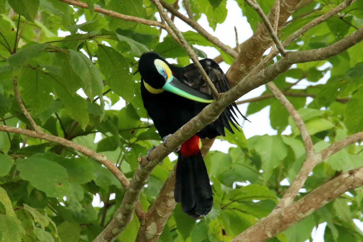 Channel-billed Toucan (Citron-throated) - ML620870614