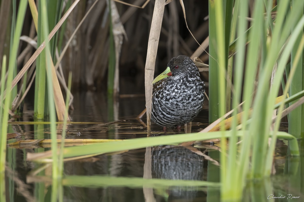 Spotted Rail - Claudio Rosso