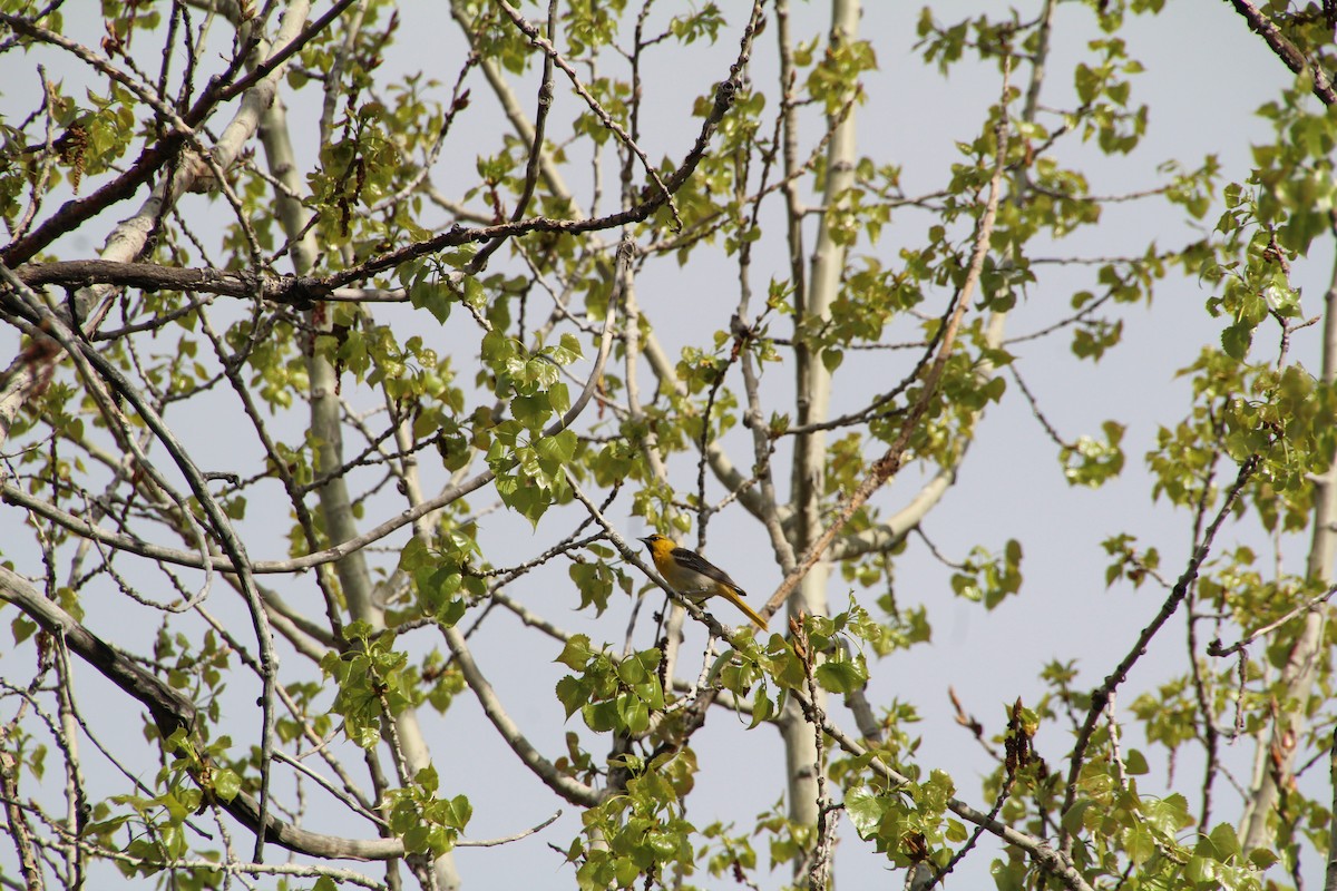 Bullock's Oriole - ML620870626