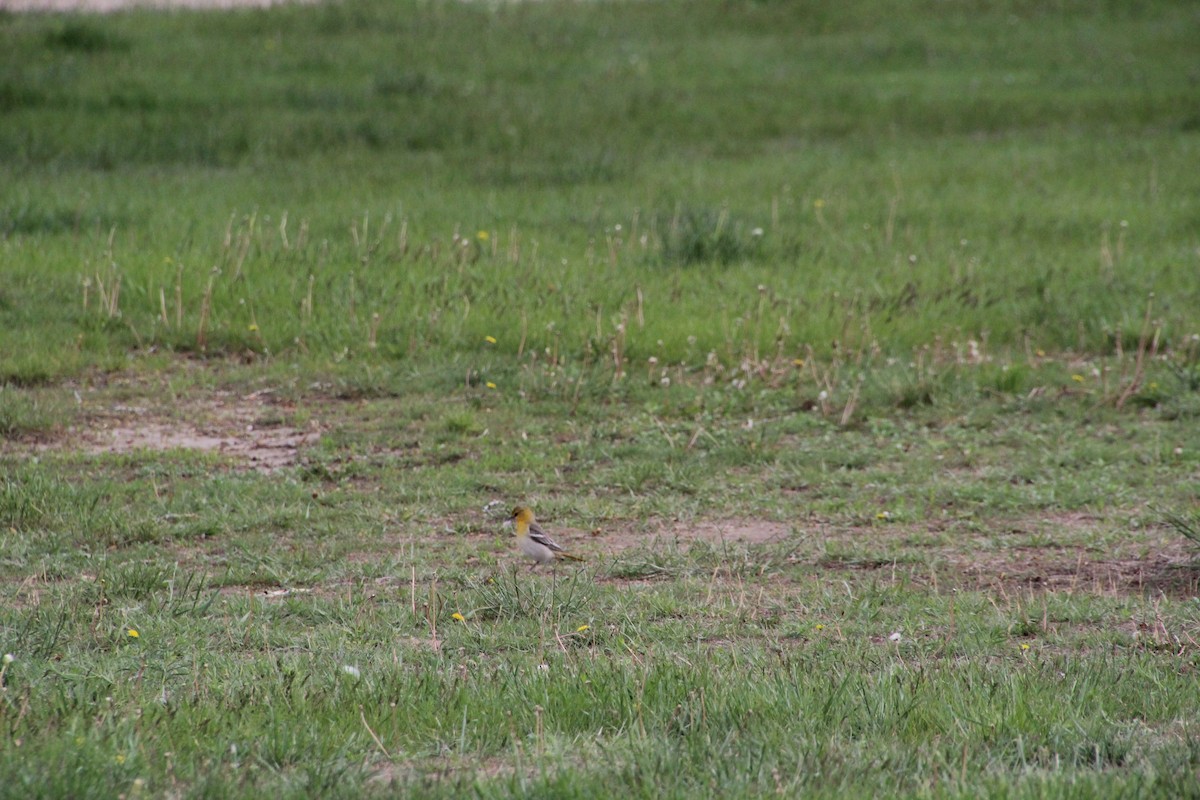 Bullock's Oriole - ML620870640