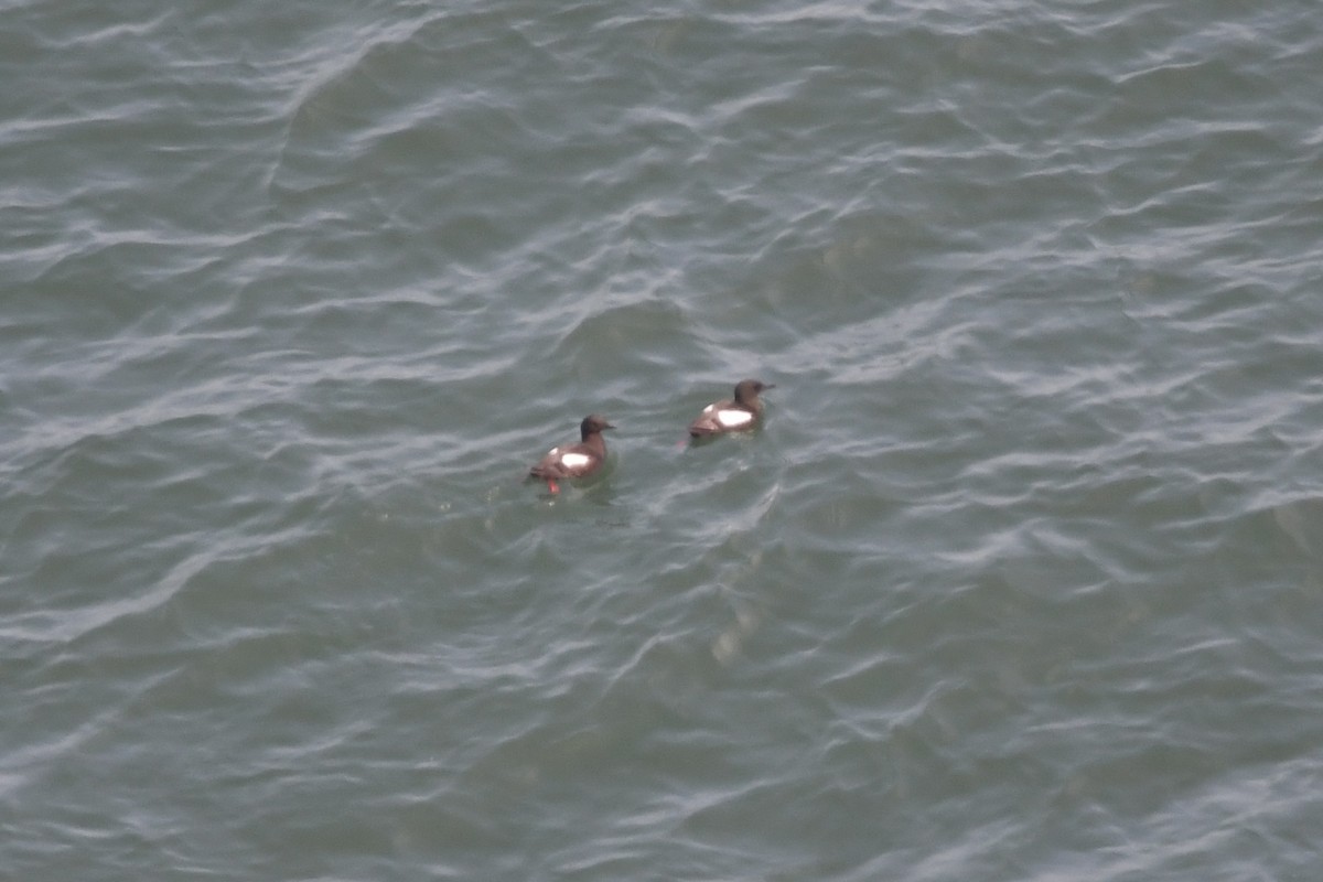 Black Guillemot - ML620870643