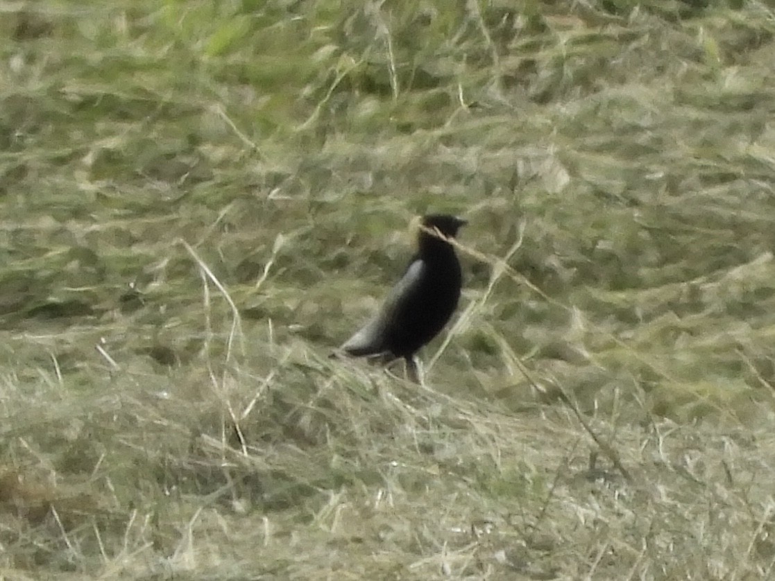 Bobolink - ML620870647