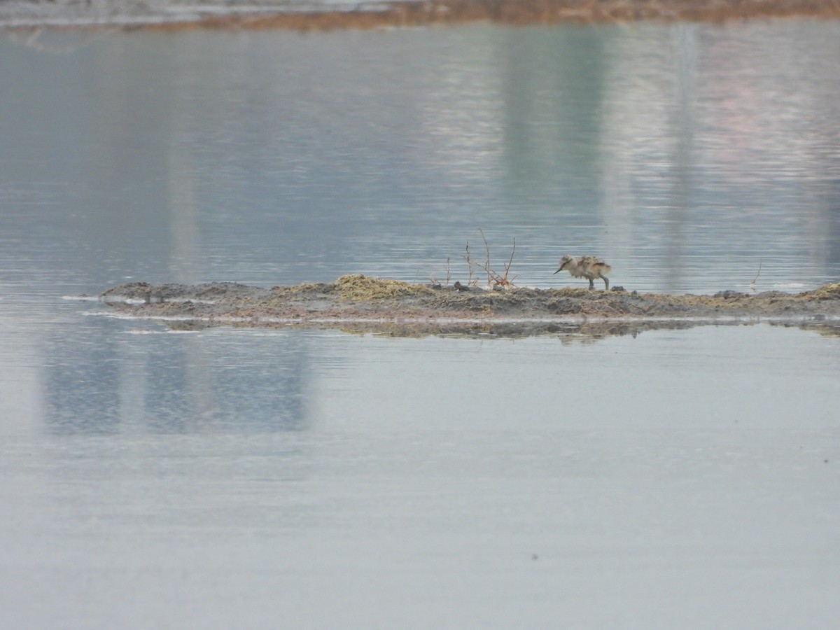 American Avocet - ML620870654