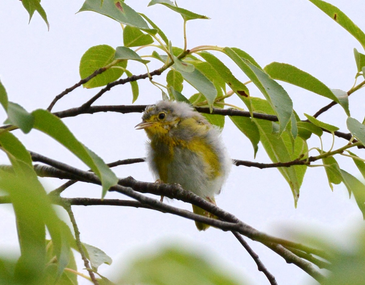 Yellow Warbler - ML620870659