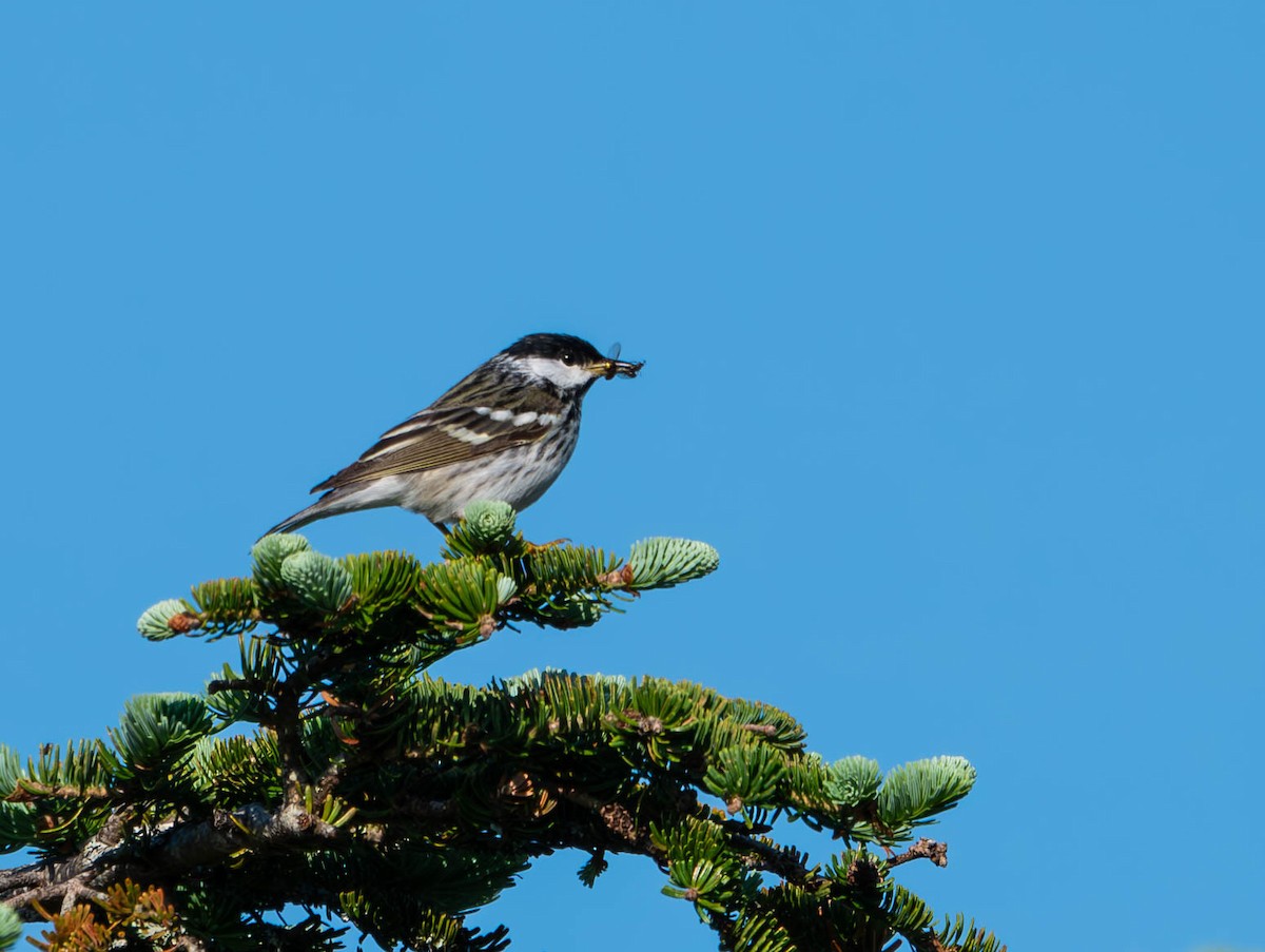 Blackpoll Warbler - ML620870662