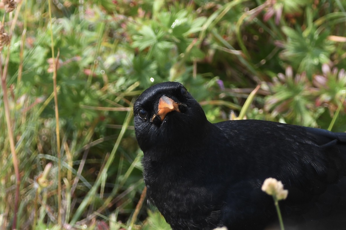 Red-billed Chough - ML620870664