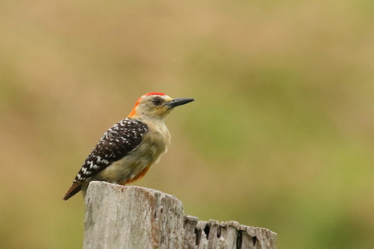 Red-crowned Woodpecker - ML620870669