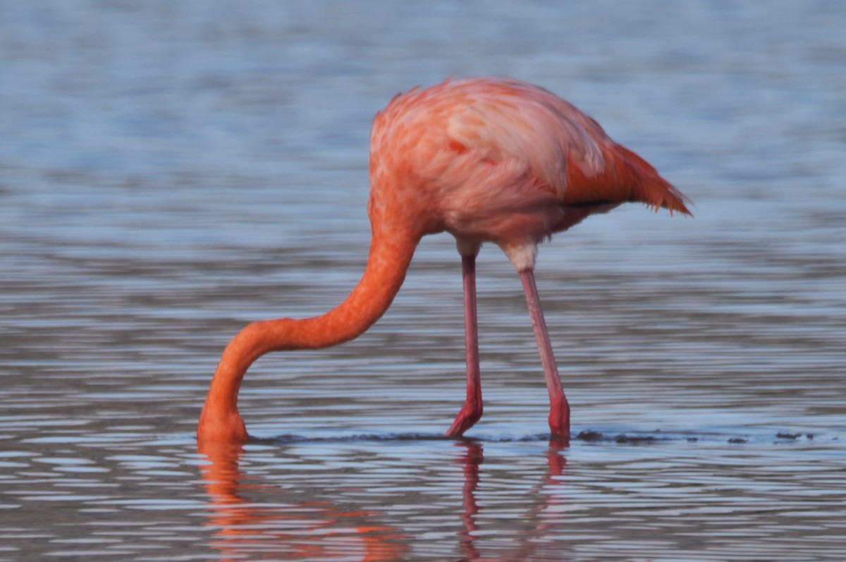 American Flamingo - ML620870677