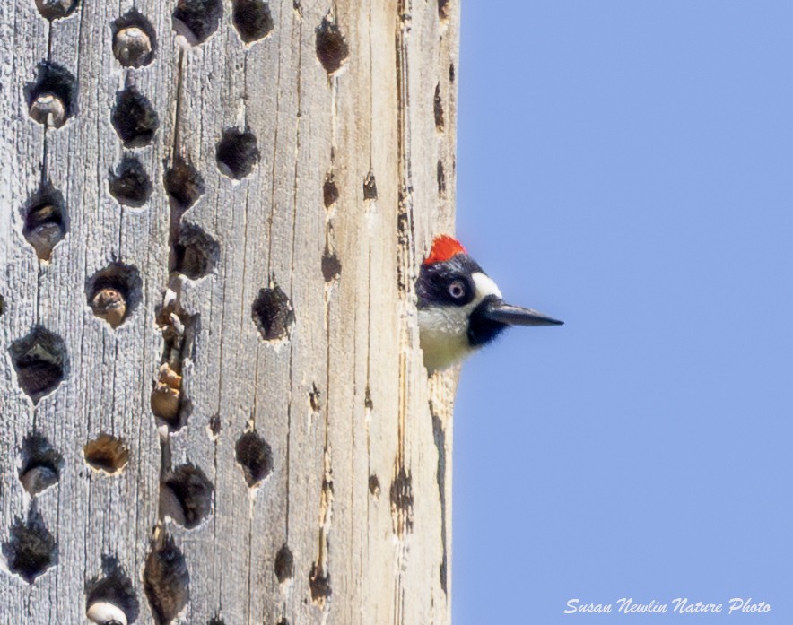 Acorn Woodpecker - ML620870681