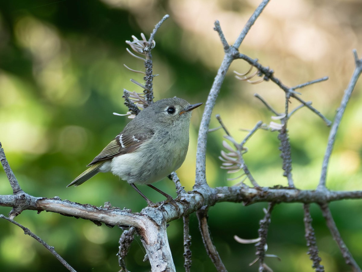 Ruby-crowned Kinglet - ML620870703