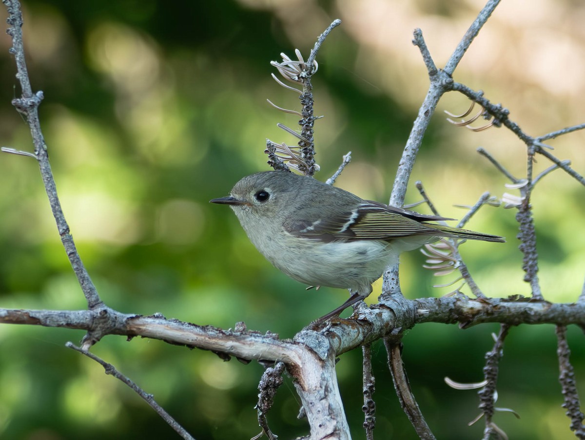 Roitelet à couronne rubis - ML620870704