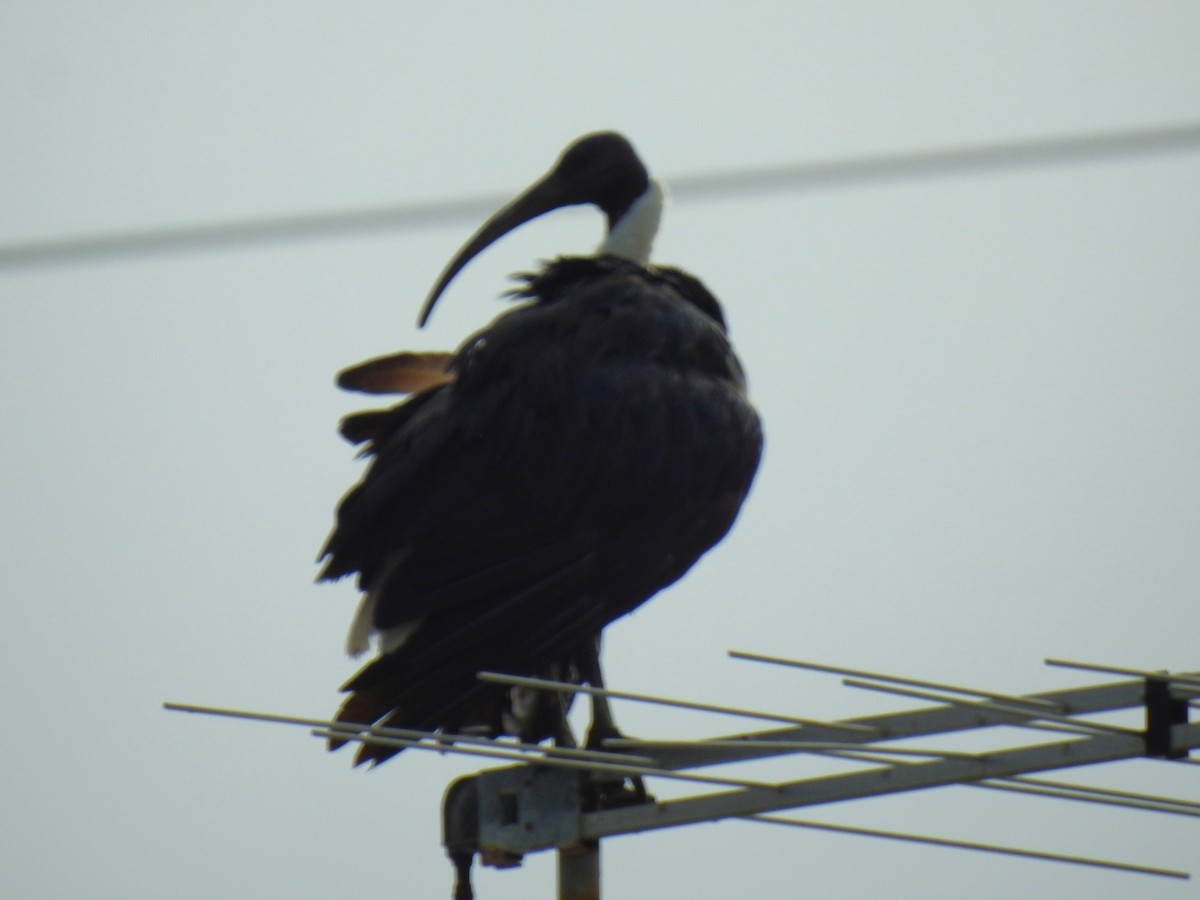 ibis slámokrký - ML620870706