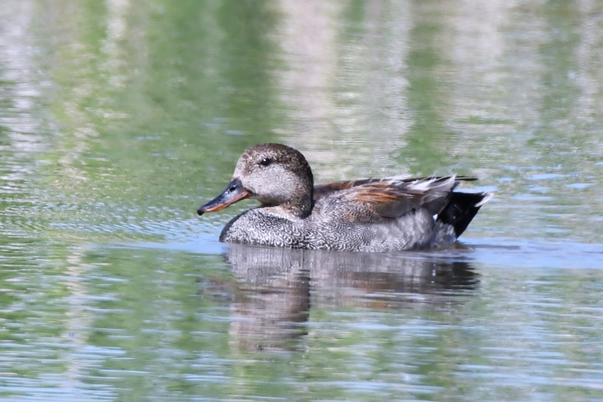 Gadwall - Ausilia Piperni