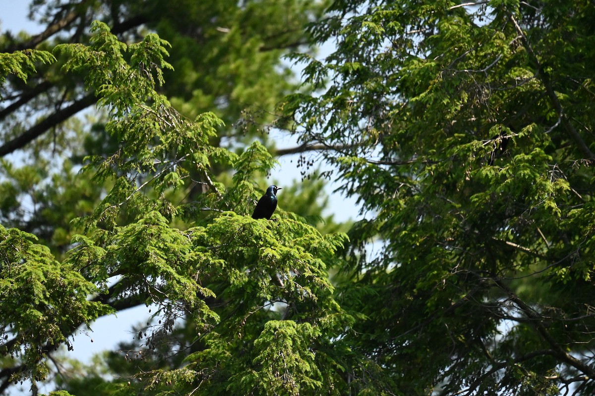 Common Grackle - ML620870720