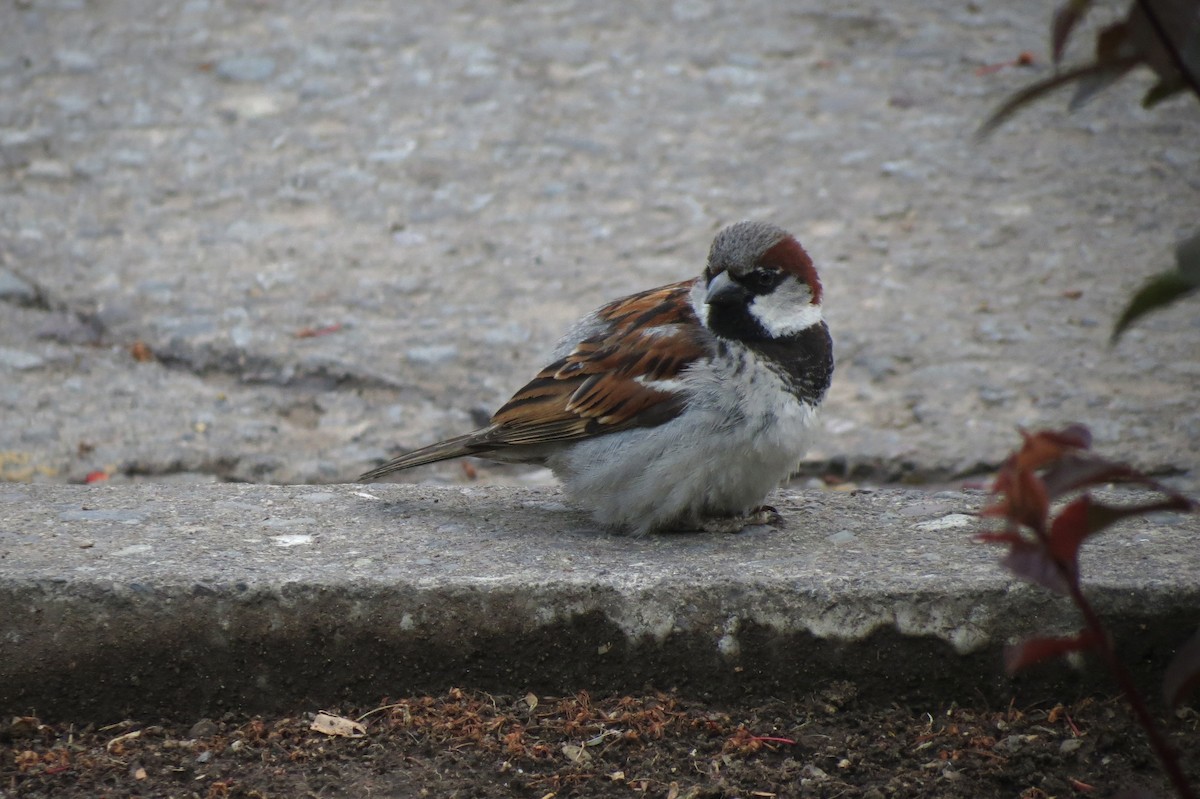 Moineau domestique - ML620870727