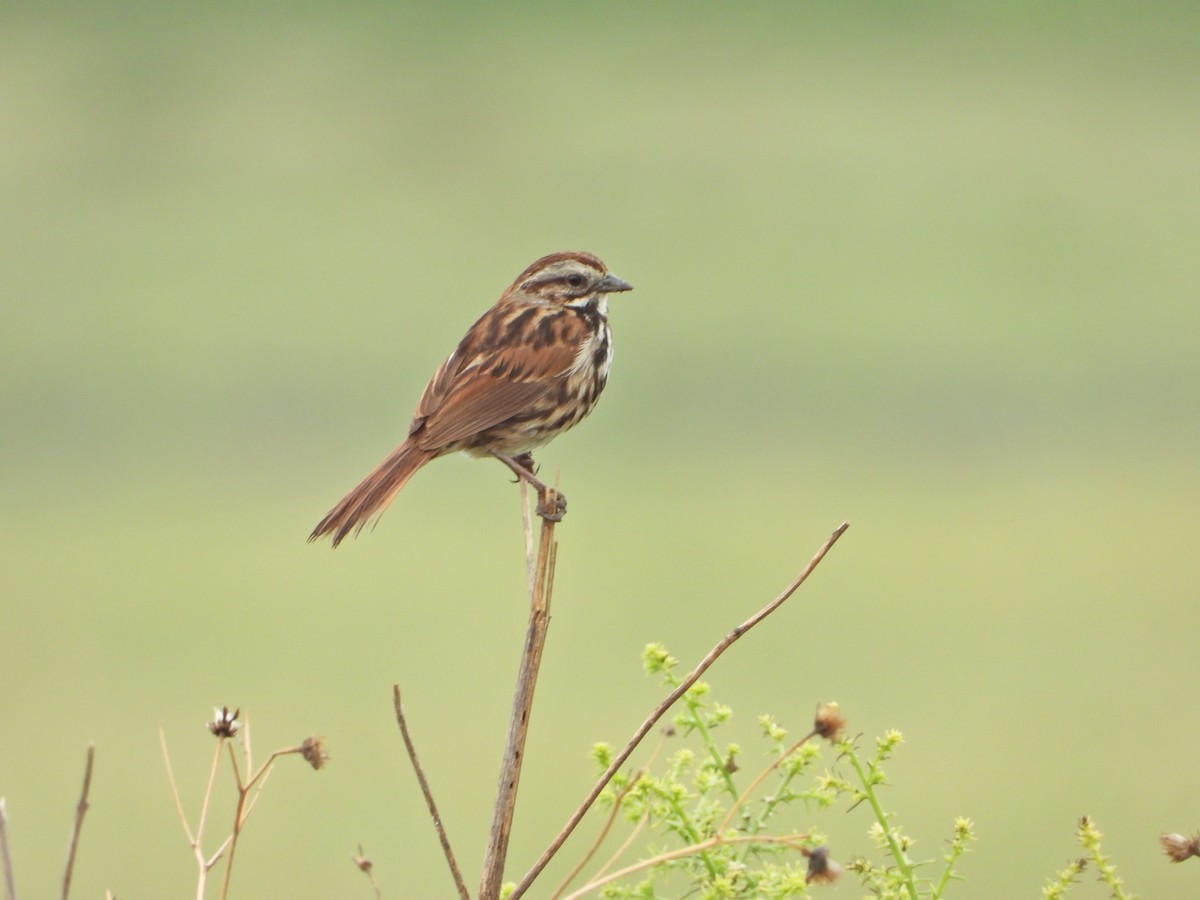 Song Sparrow (mexicana Group) - ML620870736