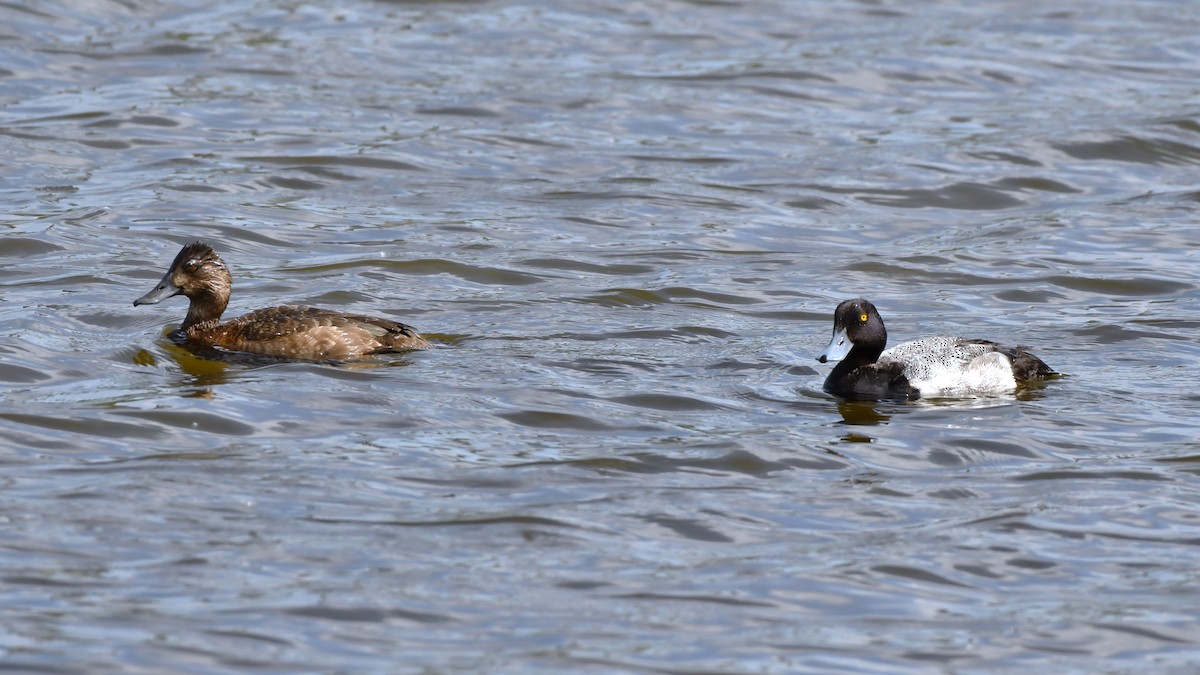 Lesser Scaup - ML620870737