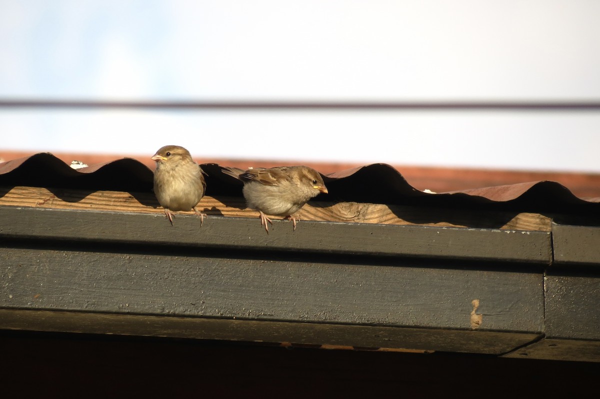 Moineau domestique - ML620870739