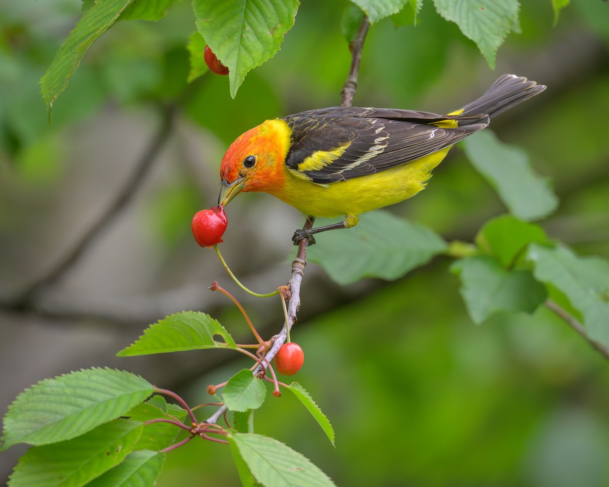 Western Tanager - ML620870741
