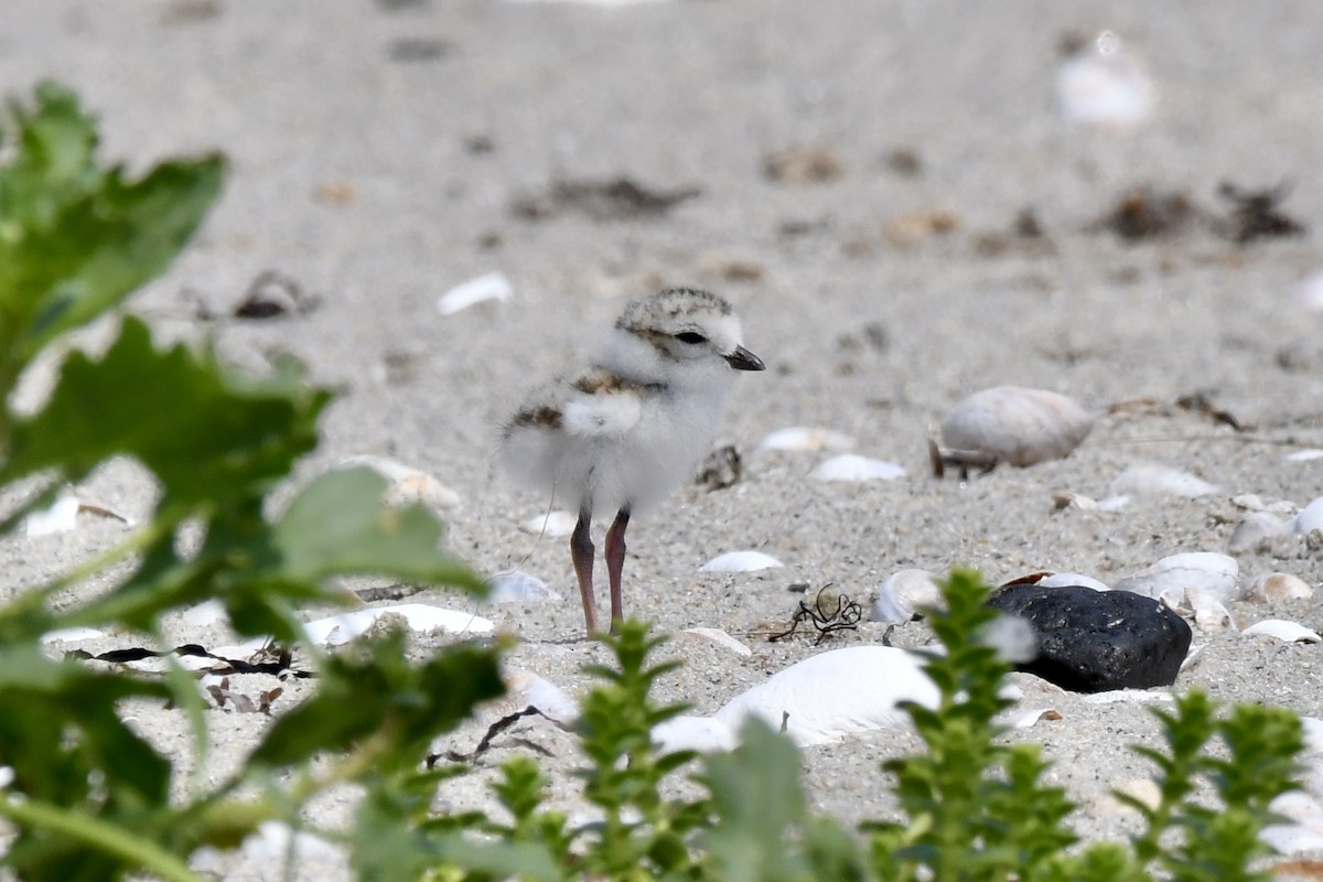 Piping Plover - ML620870743