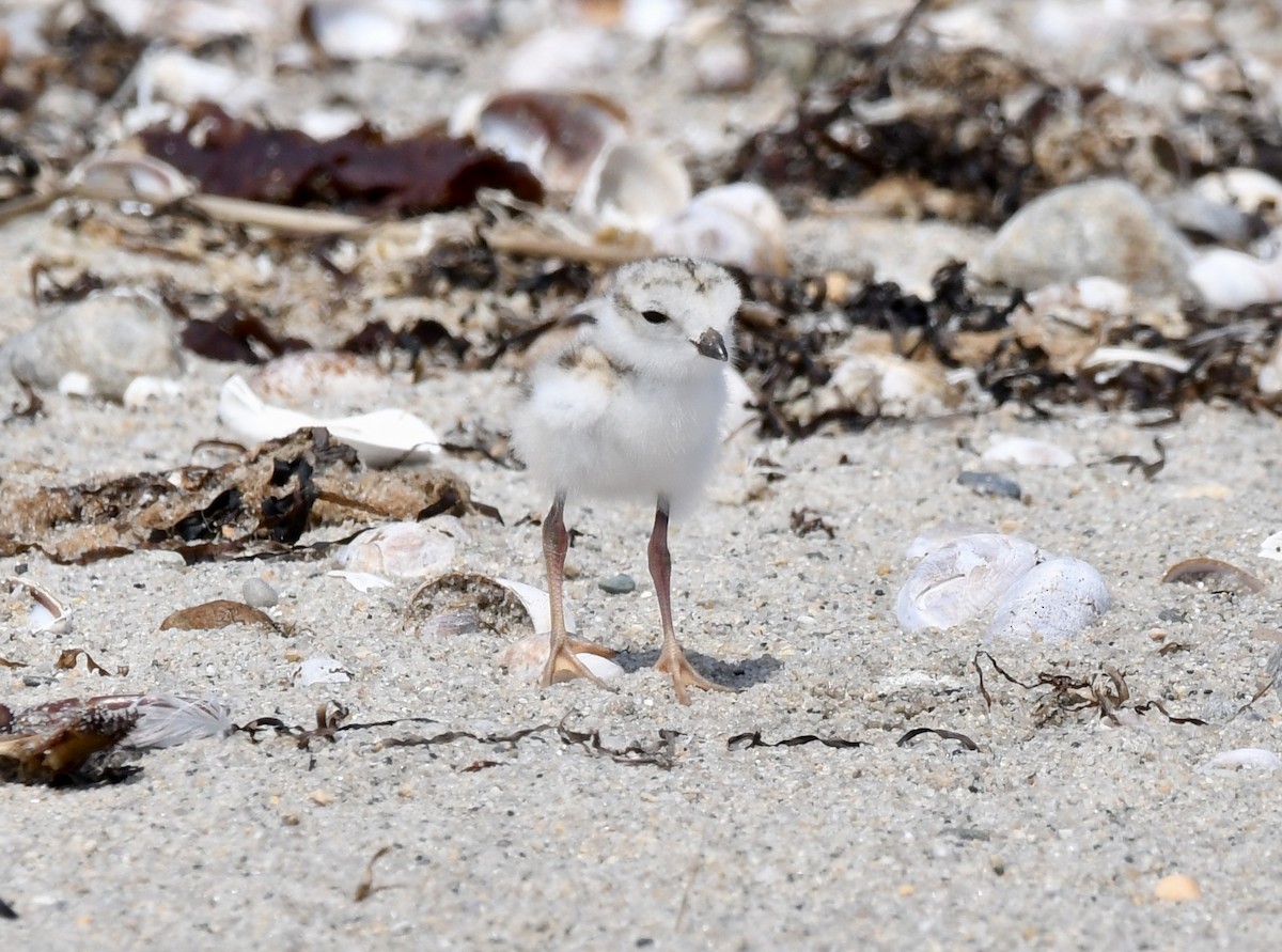 Piping Plover - ML620870744
