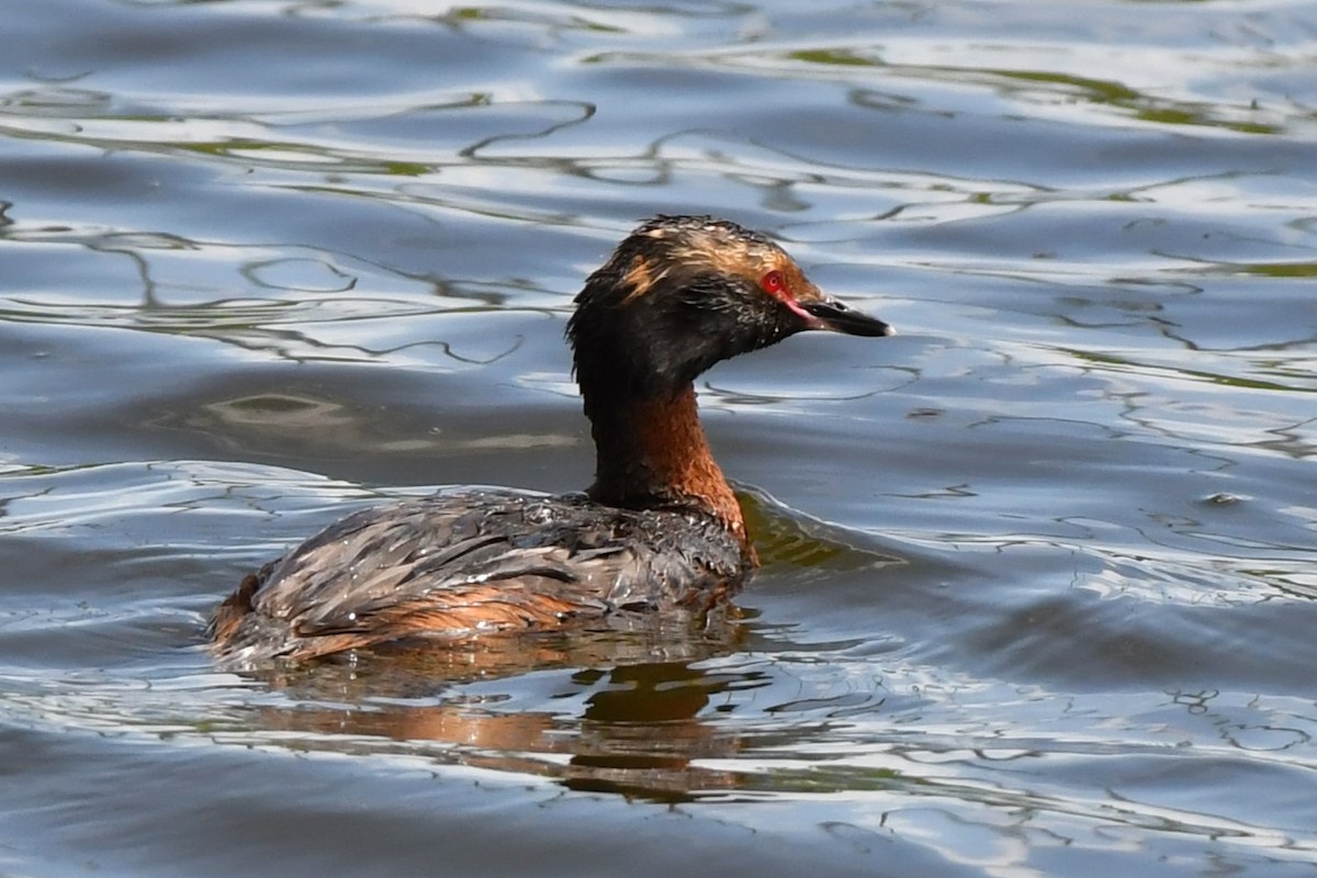 Horned Grebe - ML620870747