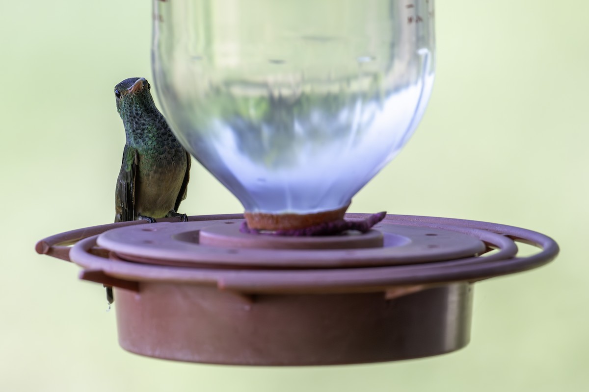 Buff-bellied Hummingbird - ML620870750