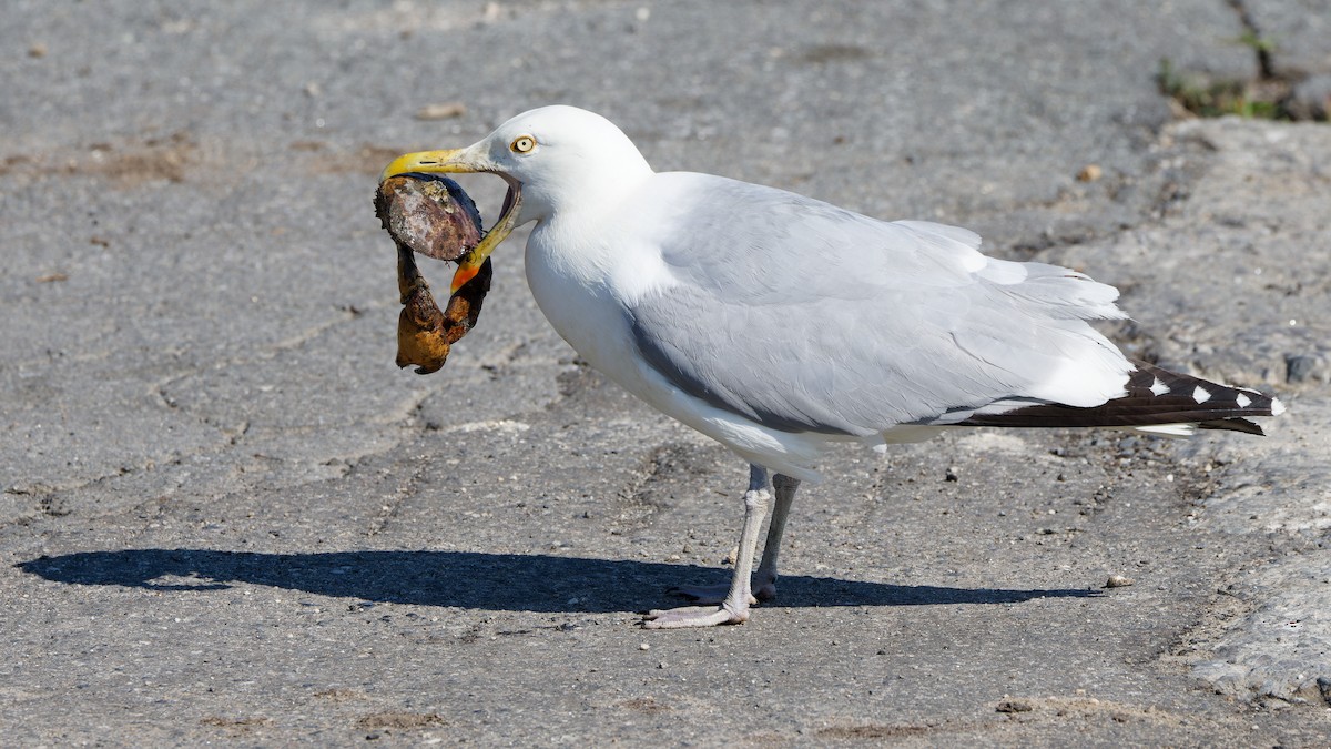 Herring Gull - ML620870752