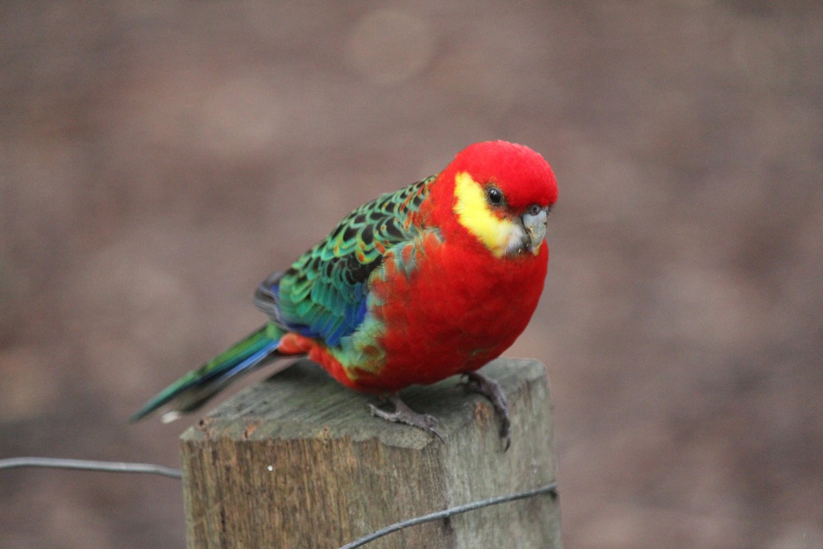 Western Rosella - ML620870753