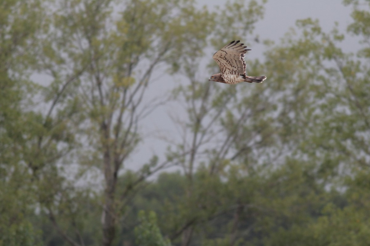 Short-toed Snake-Eagle - ML620870755