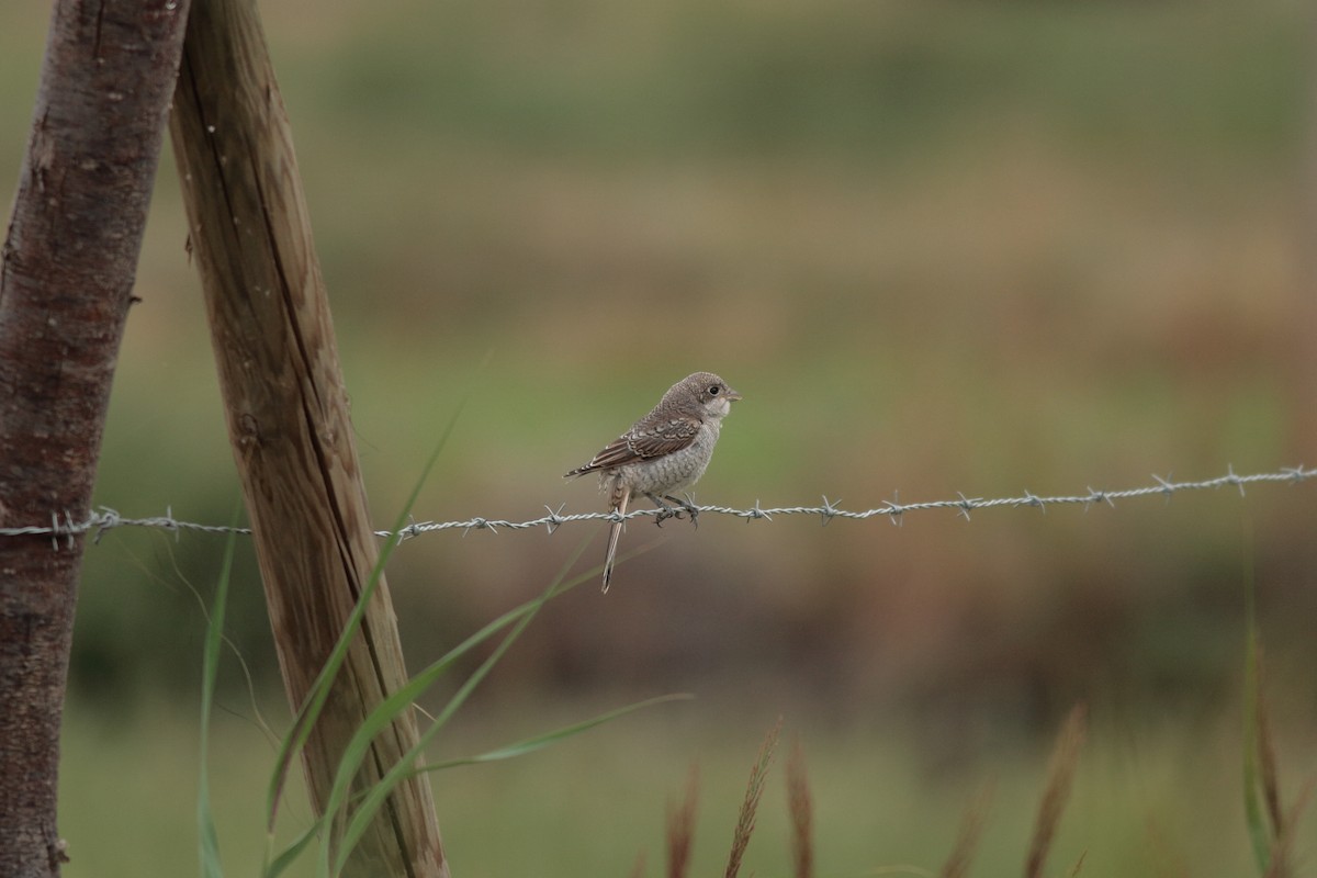 Woodchat Shrike - ML620870764