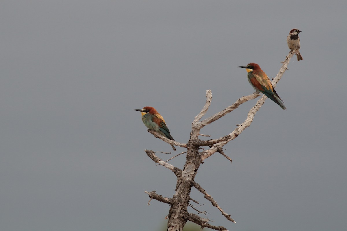 European Bee-eater - Xabier Remirez