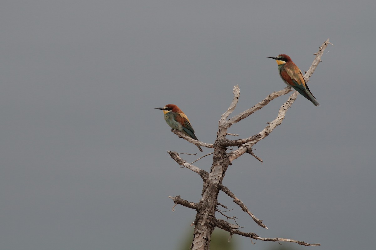 European Bee-eater - ML620870768