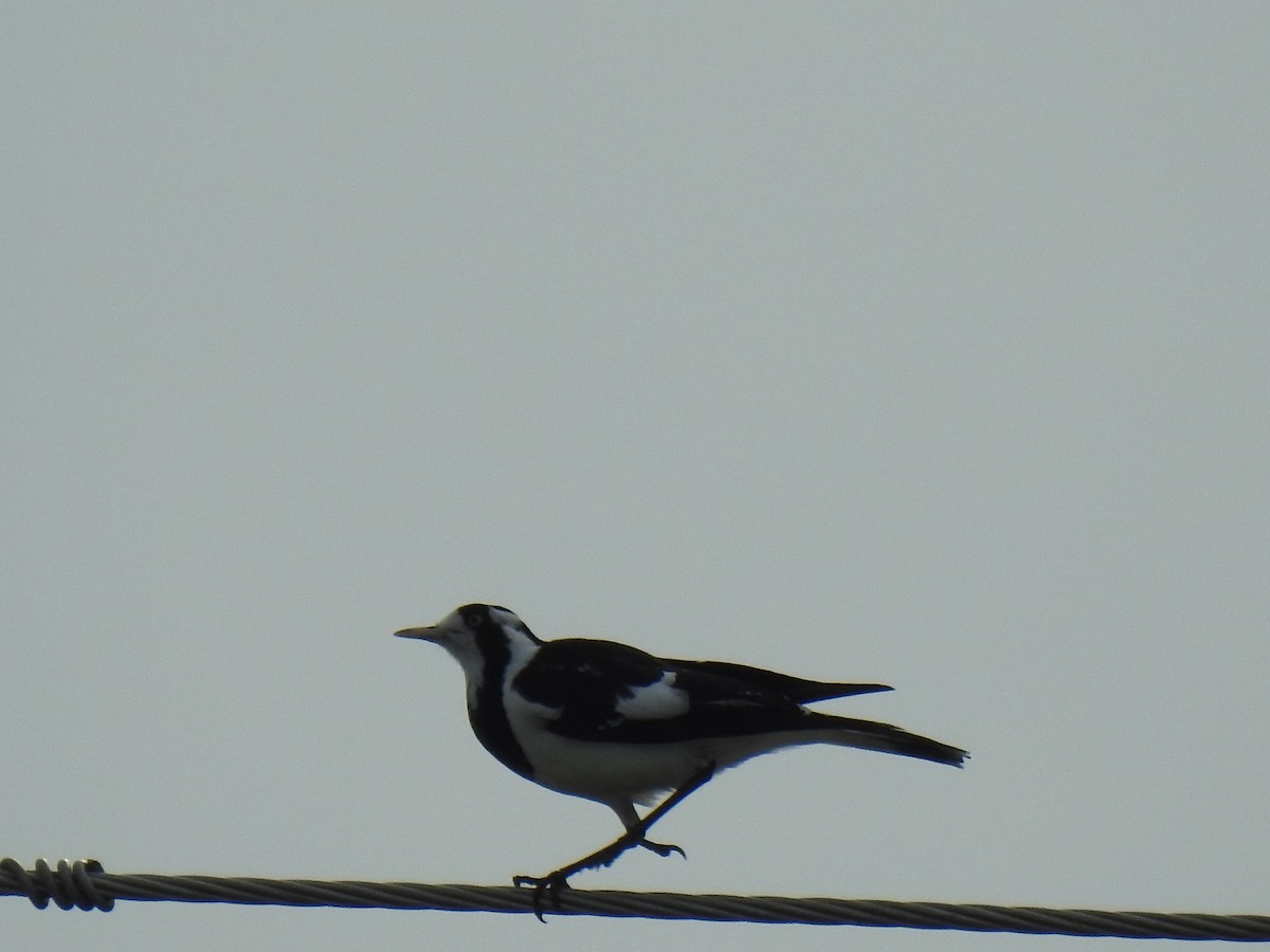 Magpie-lark - ML620870769