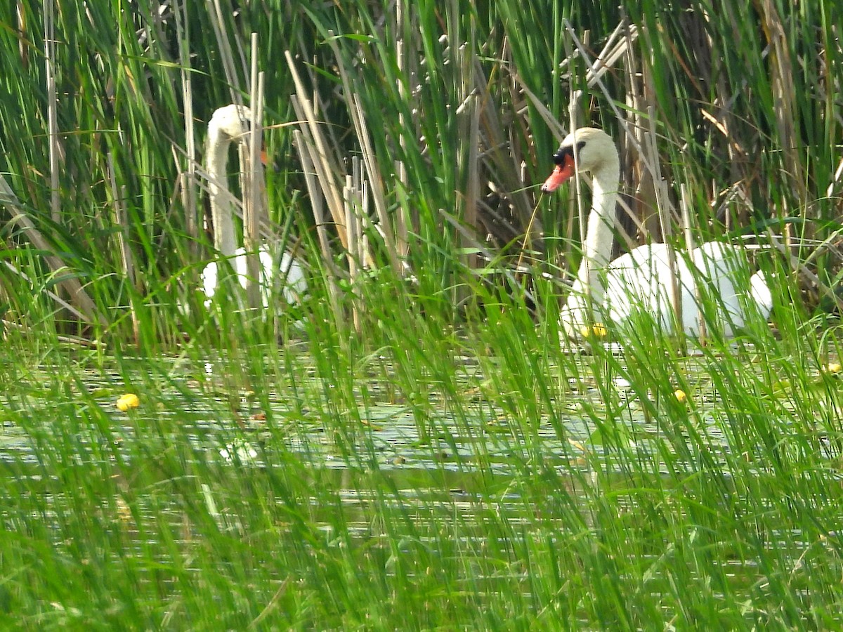 Mute Swan - ML620870772