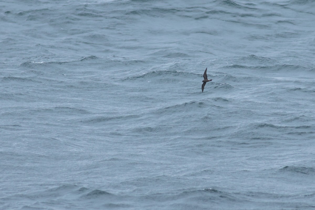 Leach's Storm-Petrel - ML620870773