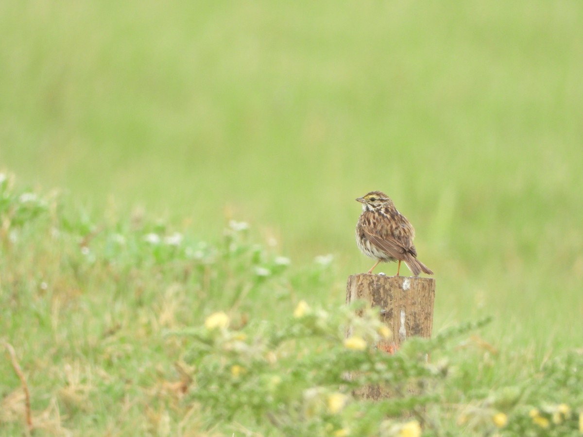 Savannah Sparrow (Savannah) - ML620870775