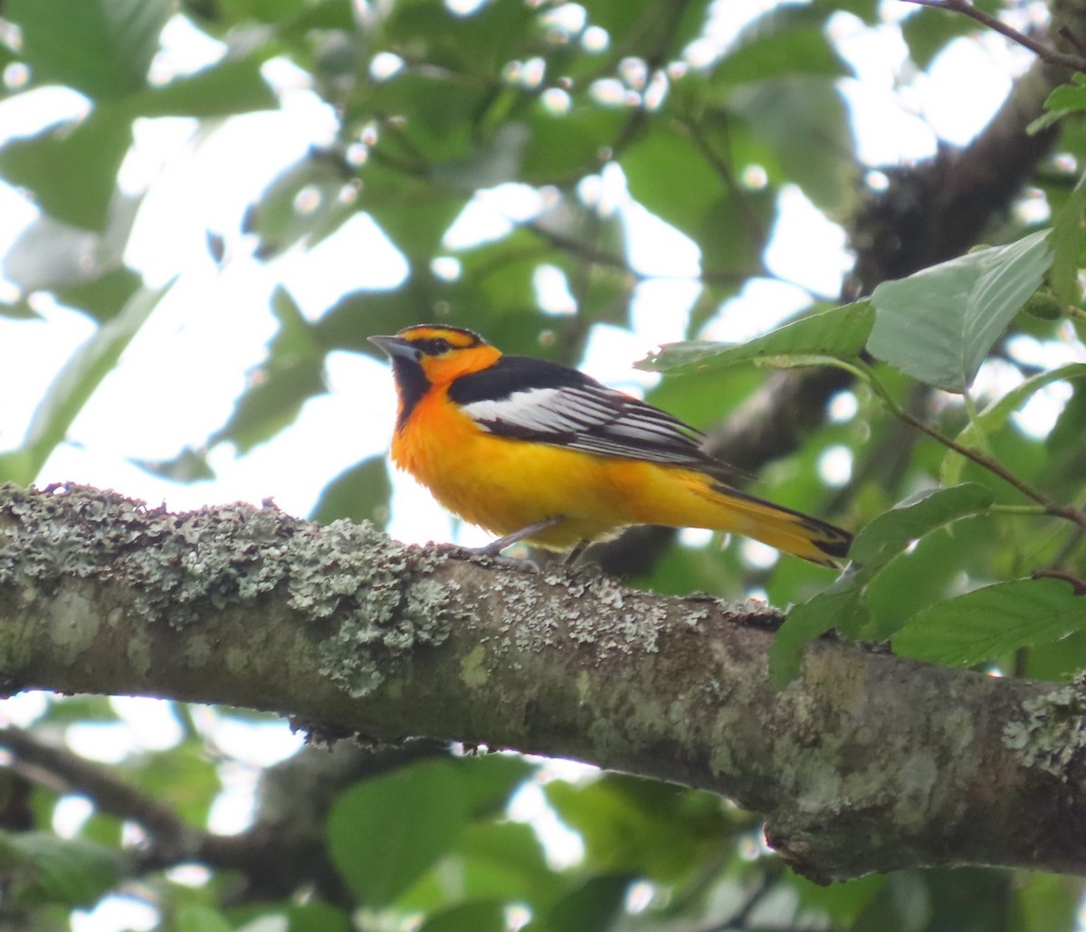 Bullock's Oriole - ML620870777