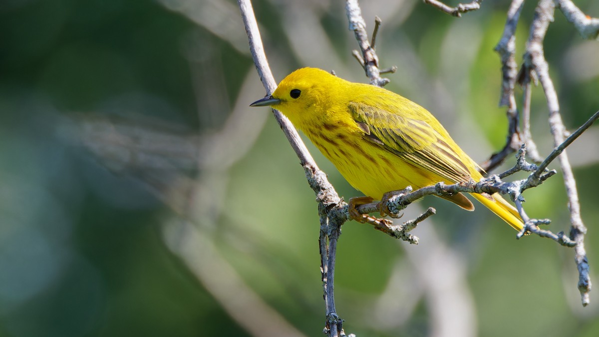 Yellow Warbler - ML620870778