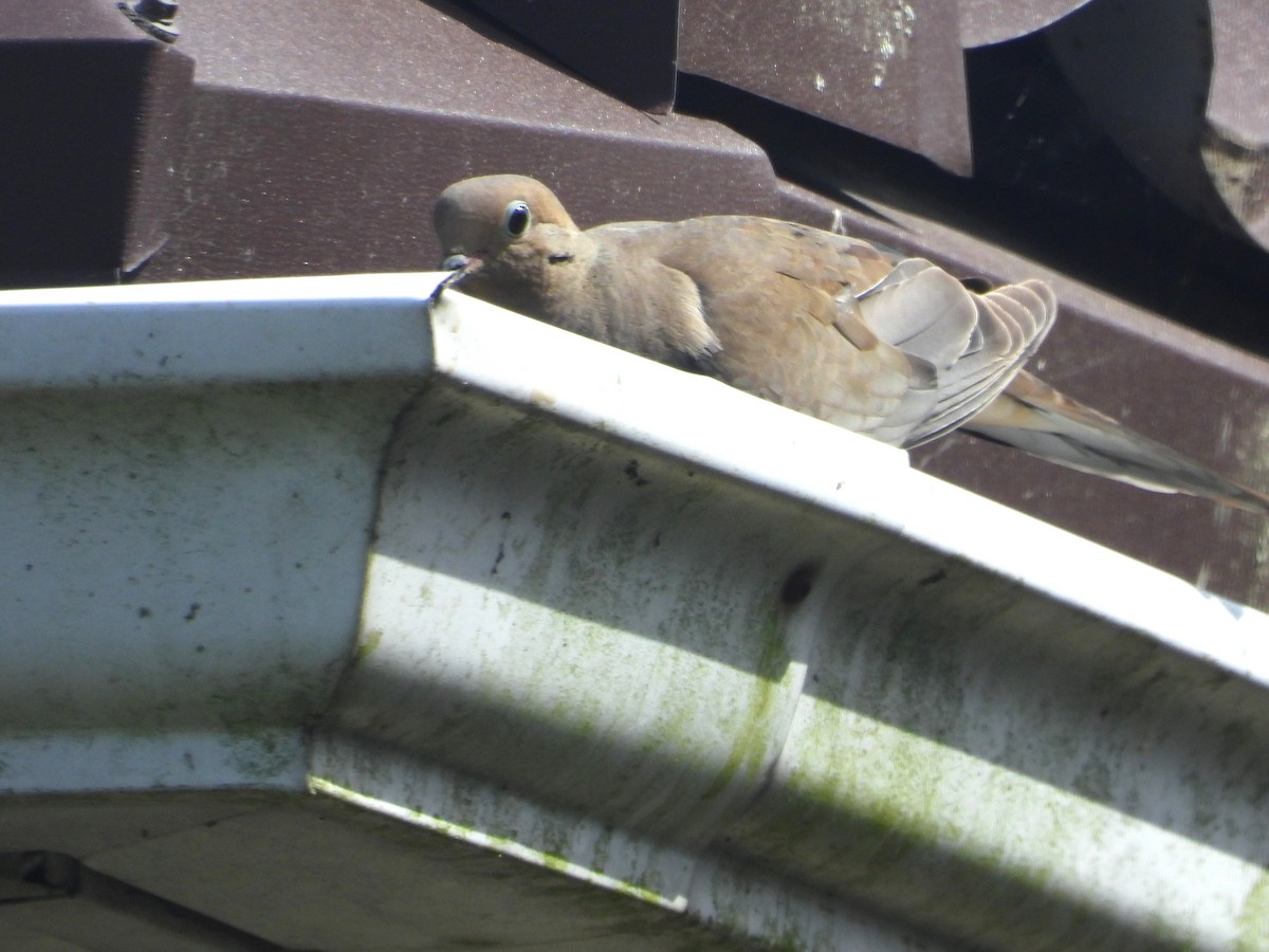 Mourning Dove - ML620870780